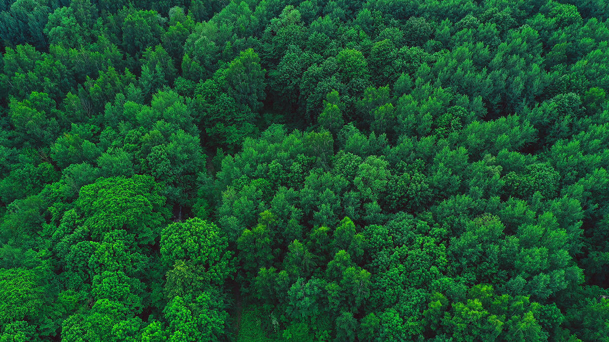 Vista Aerea Bosque Verde Banner