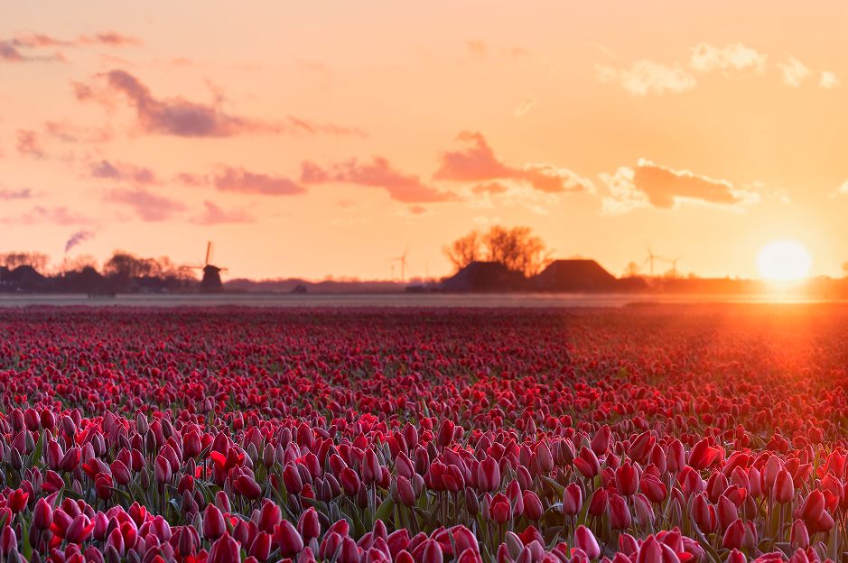 Golden Sunny Morning Red Tulip Field 1