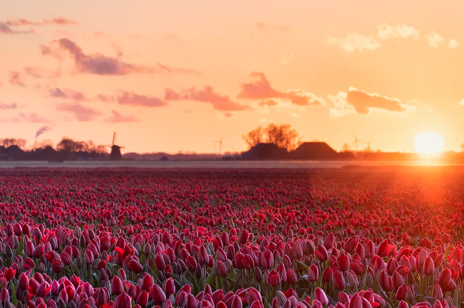 Golden Sunny Morning Red Tulip Field 1