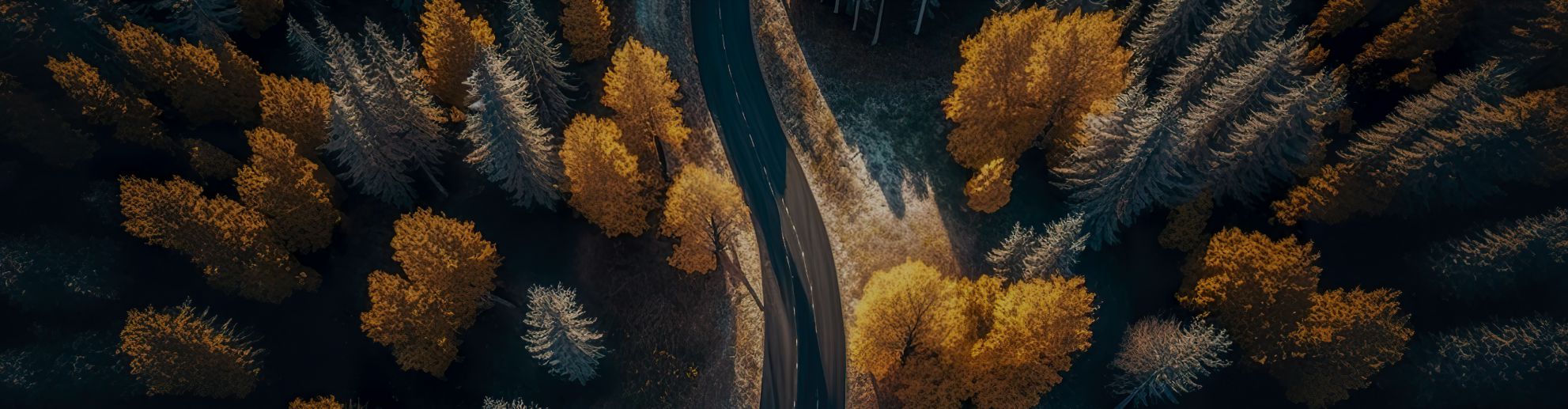 camino-auto-vista-superior-bosque