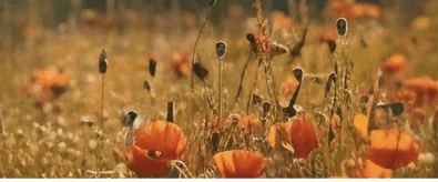Field Flowers With Mountain Background 8