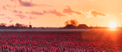 Golden Sunny Morning Red Tulip Field 4