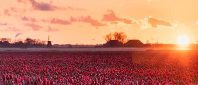 Golden Sunny Morning Red Tulip Field 4